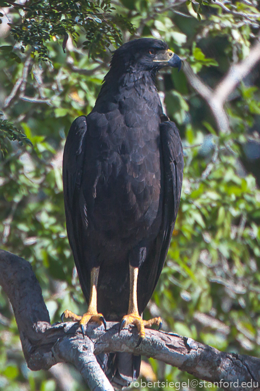 snail kite